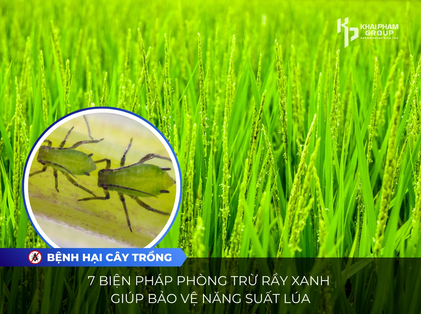 7 BIỆN PHÁP PHÒNG TRỪ RẦY XANH GIÚP BẢO VỆ NĂNG SUẤT LÚA