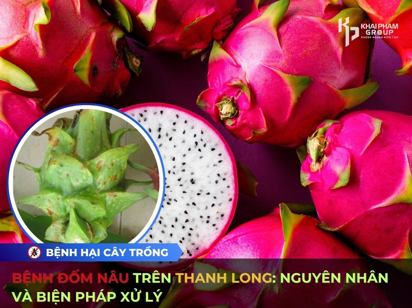 BỆNH ĐỐM NÂU TRÊN THANH LONG: NGUYÊN NHÂN VÀ BIỆN PHÁP XỬ LÝ