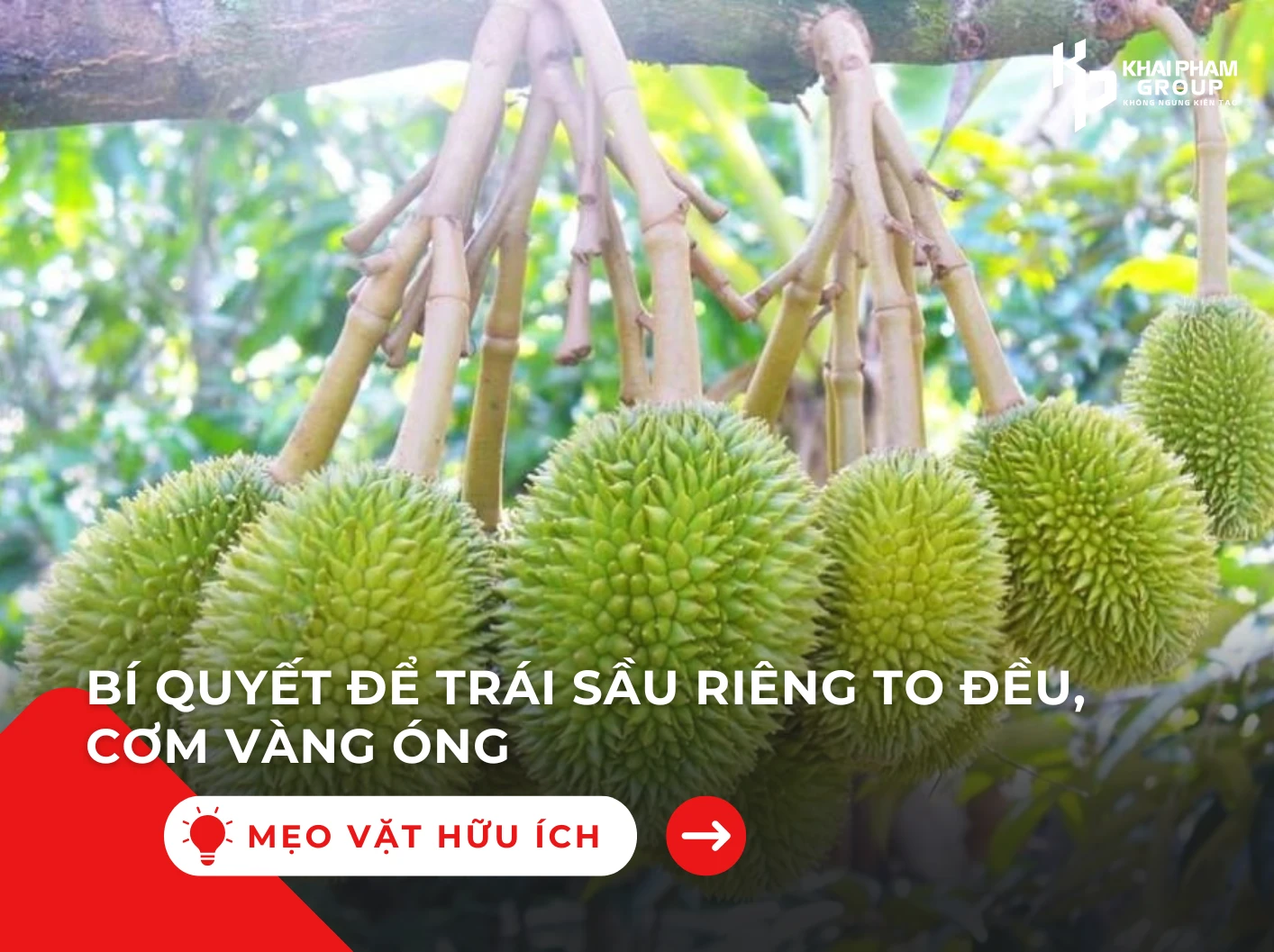BÍ QUYẾT ĐỂ TRÁI SẦU RIÊNG TO ĐỀU, CƠM VÀNG ÓNG