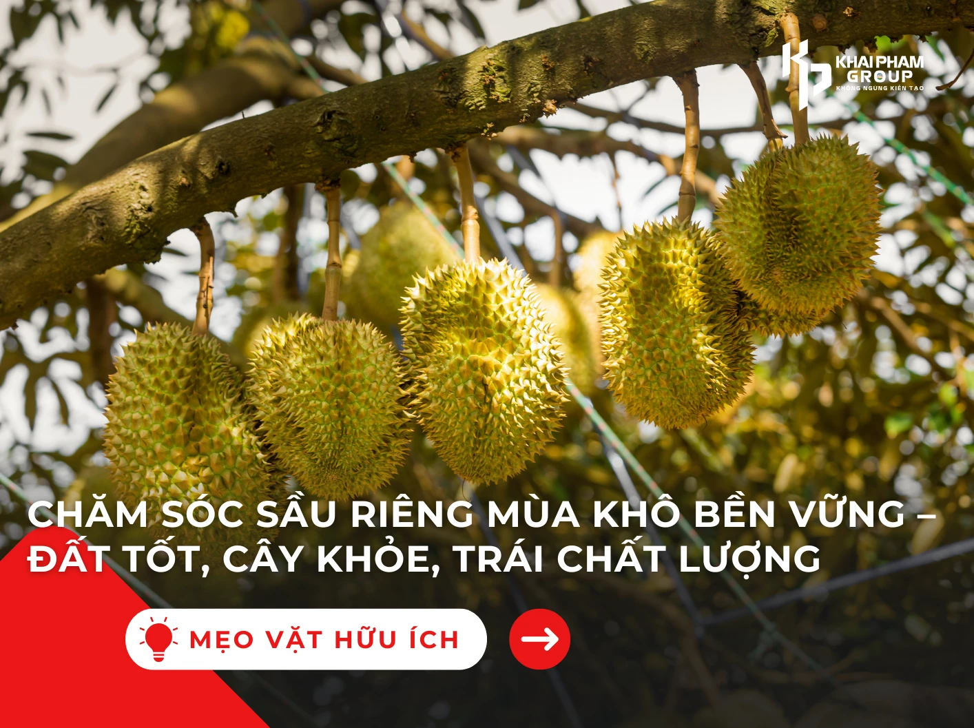 CHĂM SÓC SẦU RIÊNG MÙA KHÔ BỀN VỮNG – ĐẤT TỐT, CÂY KHỎE, TRÁI CHẤT LƯỢNG