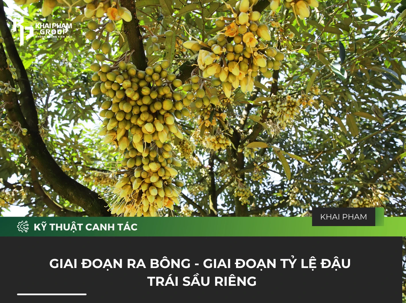 GIAI ĐOẠN RA BÔNG – GIAI ĐOẠN TỶ LỆ ĐẬU TRÁI SẦU RIÊNG