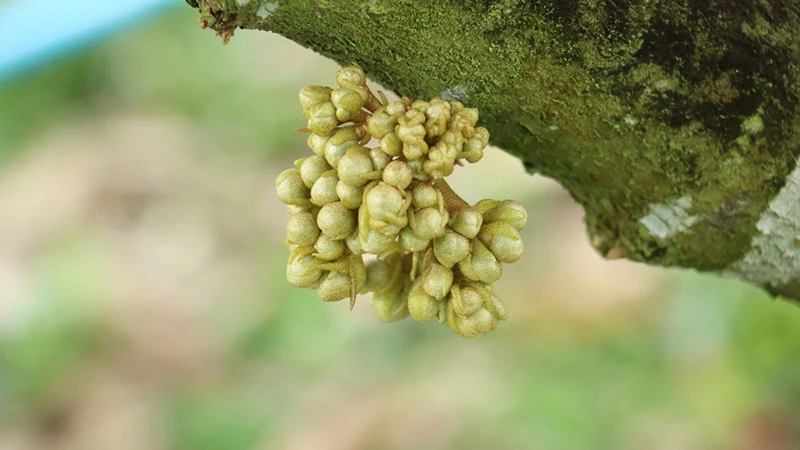 hoa nở, sầu riêng