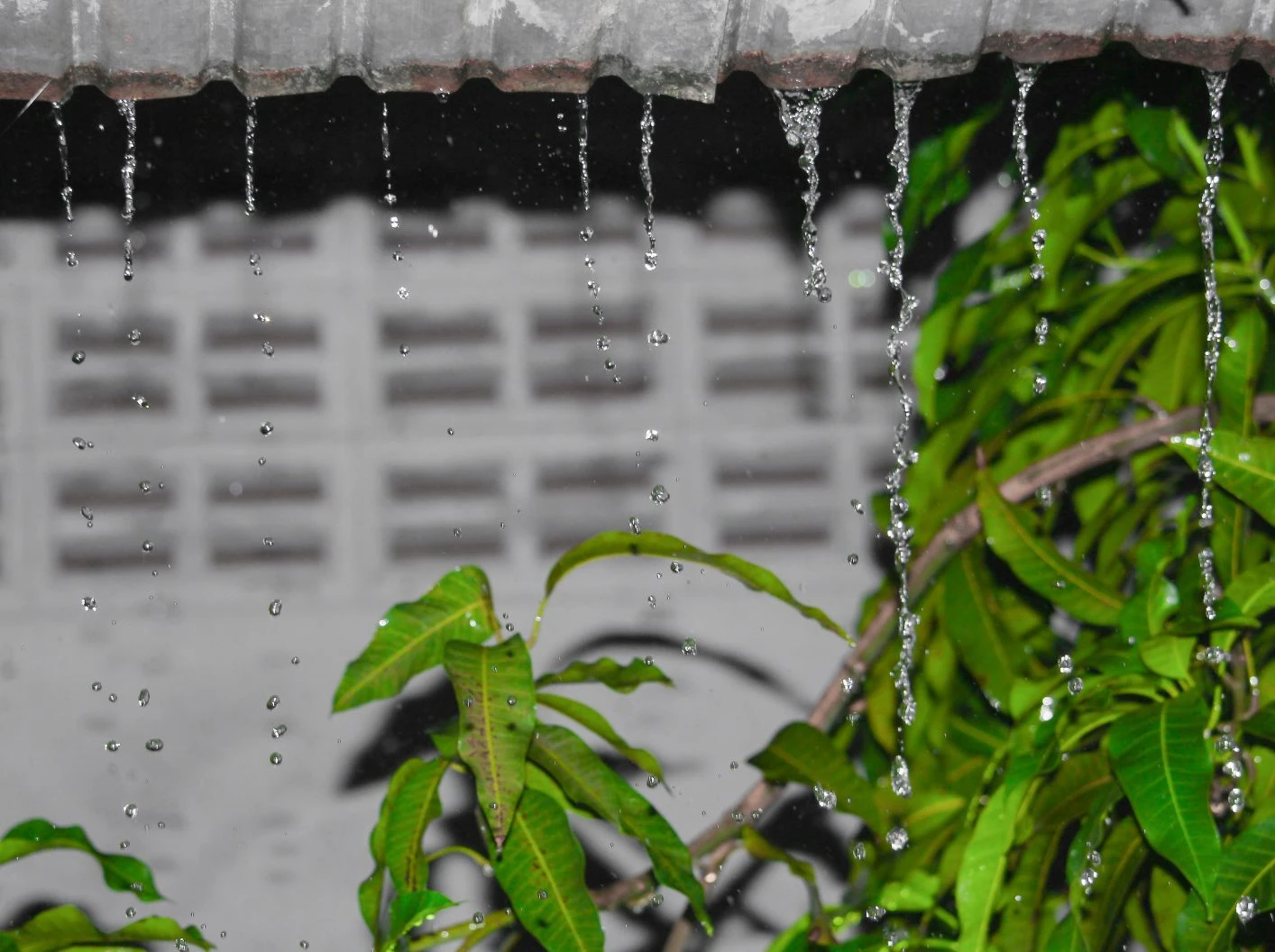 MƯA TRÁI MÙA ẢNH HƯỞNG ĐẾN XOÀI NHƯ THẾ NÀO? CÁCH XỬ LÝ ĐỂ HẠN CHẾ RỤNG BÔNG, THỐI TRÁI