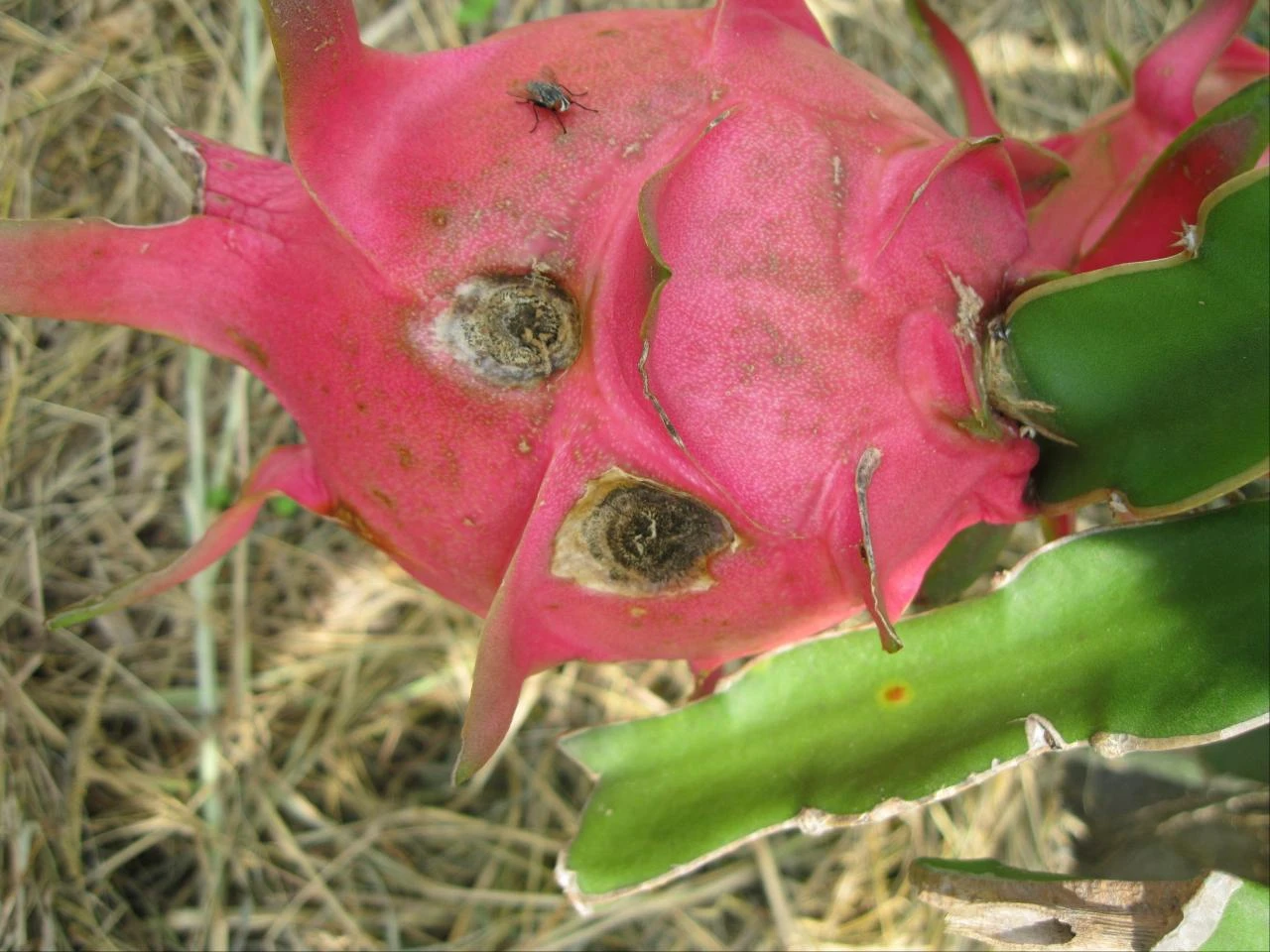 CÂY ĂN TRÁI – MỘT SỐ LOẠI NẤM BỆNH PHỔ BIẾN VÀ CÁCH PHÒNG TRỪ