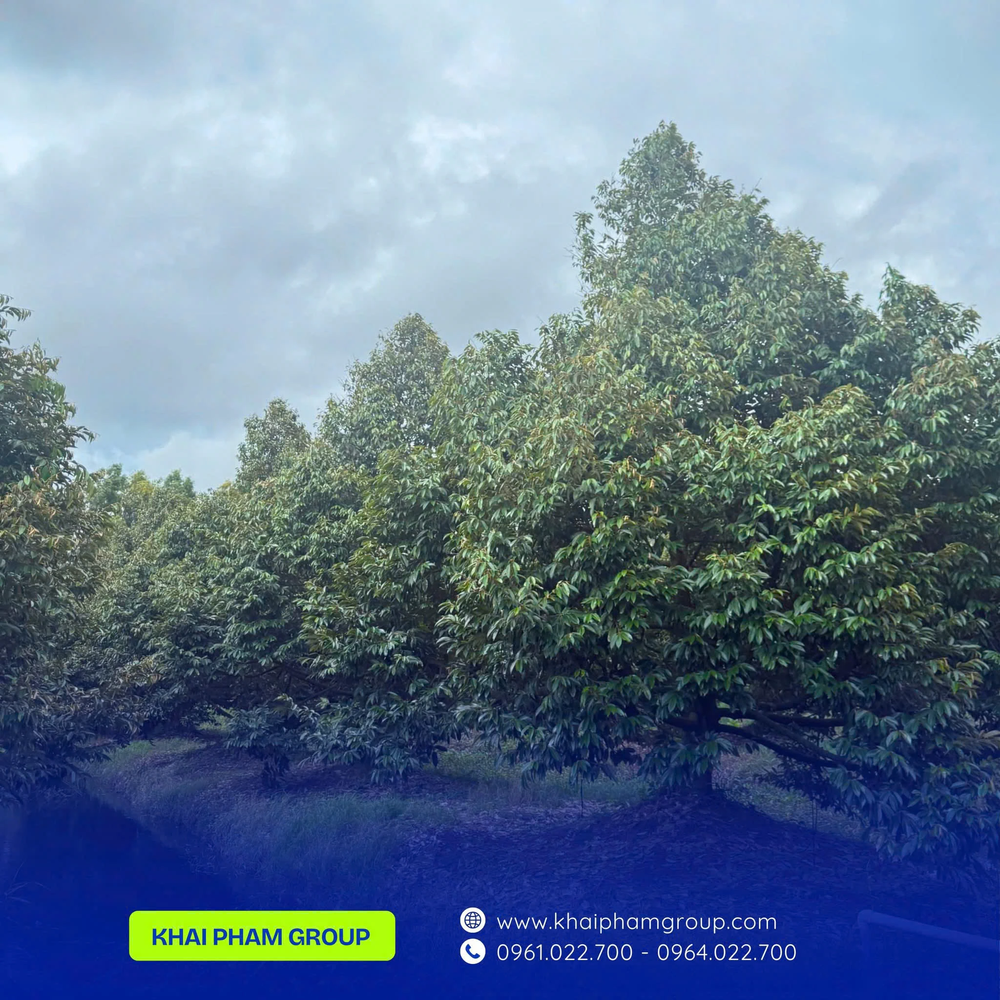 CHĂM SÓC SẦU RIÊNG MÙA KHÔ BỀN VỮNG – ĐẤT TỐT, CÂY KHỎE, TRÁI CHẤT LƯỢNG