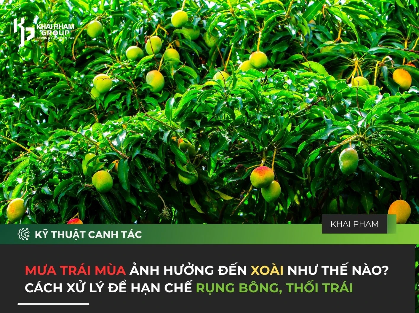 MƯA TRÁI MÙA ẢNH HƯỞNG ĐẾN XOÀI NHƯ THẾ NÀO? CÁCH XỬ LÝ ĐỂ HẠN CHẾ RỤNG BÔNG, THỐI TRÁI