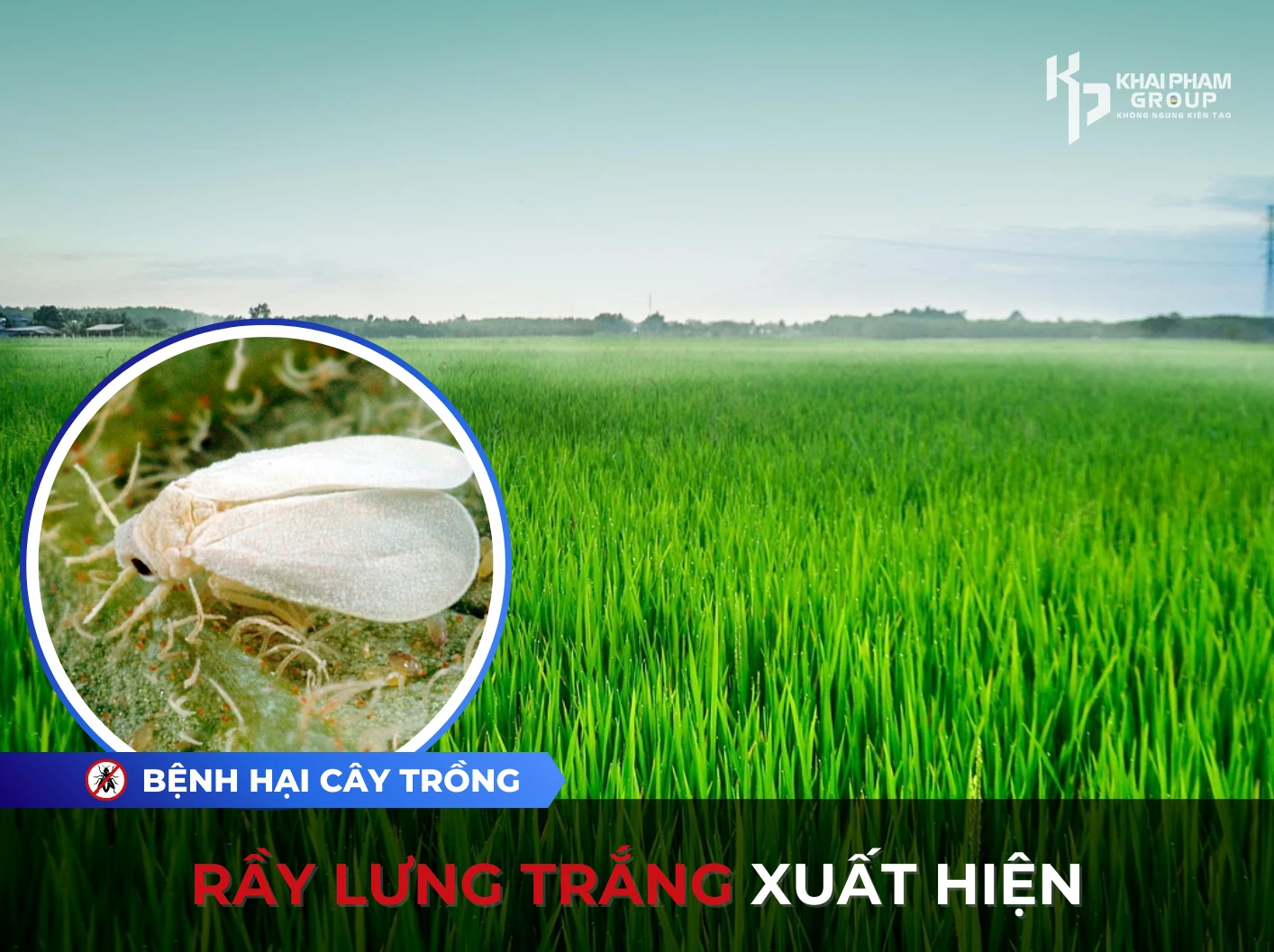 RẦY LƯNG TRẮNG XUẤT HIỆN