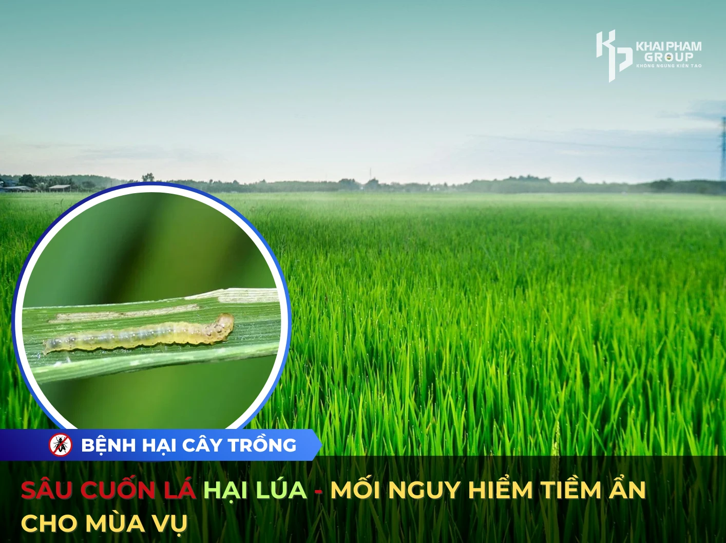 SÂU CUỐN LÁ HẠI LÚA – MỐI NGUY HIỂM TIỀM ẨN CHO MÙA VỤ